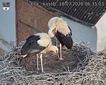 Capi_Dubne_20260718_063503.jpg