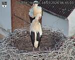 Capi_Dubne_20260718_064503.jpg