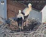 Capi_Dubne_20260718_065003.jpg