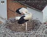 Capi_Dubne_20260718_071504.jpg