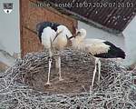 Capi_Dubne_20260718_072003.jpg