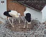 Capi_Dubne_20260718_072503.jpg