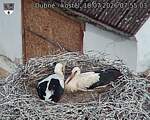 Capi_Dubne_20260718_075503.jpg