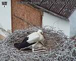 Capi_Dubne_20260718_081503.jpg