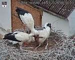 Capi_Dubne_20260718_083003.jpg