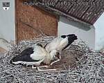 Capi_Dubne_20260718_083503.jpg