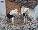 Capi_Dubne_20260718_084503.jpg