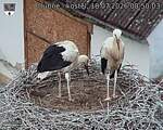 Capi_Dubne_20260718_085003.jpg
