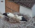 Capi_Dubne_20260718_090003.jpg
