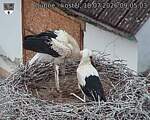 Capi_Dubne_20260718_090503.jpg