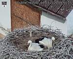 Capi_Dubne_20260718_094505.jpg
