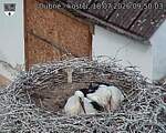 Capi_Dubne_20260718_095003.jpg