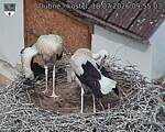 Capi_Dubne_20260718_095503.jpg