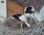 Capi_Dubne_20260718_101503.jpg
