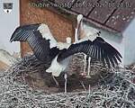 Capi_Dubne_20260718_102002.jpg