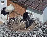 Capi_Dubne_20260718_103003.jpg