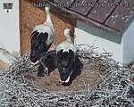 Capi_Dubne_20260718_105003.jpg