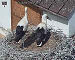 Capi_Dubne_20260718_110504.jpg