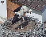 Capi_Dubne_20260718_111503.jpg