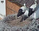 Capi_Dubne_20260718_112003.jpg