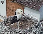 Capi_Dubne_20260718_113003.jpg