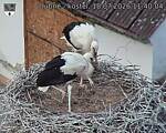 Capi_Dubne_20260718_114004.jpg