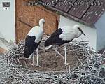 Capi_Dubne_20260718_114503.jpg