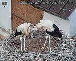 Capi_Dubne_20260718_115503.jpg