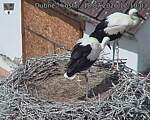 Capi_Dubne_20260718_121003.jpg