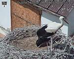 Capi_Dubne_20260718_121504.jpg