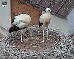 Capi_Dubne_20260718_131503.jpg