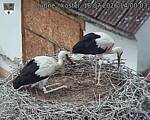 Capi_Dubne_20260718_140003.jpg