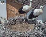 Capi_Dubne_20260718_141503.jpg