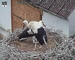 Capi_Dubne_20260718_143003.jpg
