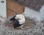 Capi_Dubne_20260718_143503.jpg