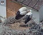 Capi_Dubne_20260718_145503.jpg