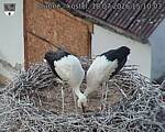 Capi_Dubne_20260718_151003.jpg