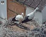 Capi_Dubne_20260718_155003.jpg