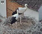 Capi_Dubne_20260718_155503.jpg