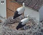 Capi_Dubne_20260718_160003.jpg