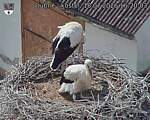 Capi_Dubne_20260718_162003.jpg
