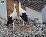 Capi_Dubne_20260718_162503.jpg
