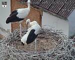 Capi_Dubne_20260718_164003.jpg