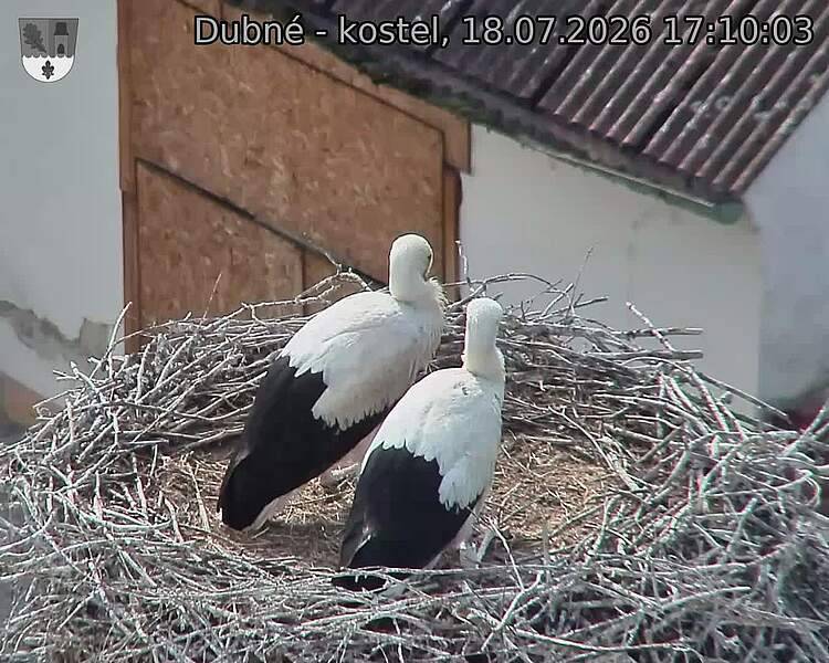 Capi_Dubne_20260718_171003.jpg (1350&nbsp;x&nbsp;1080)
