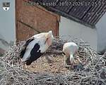 Capi_Dubne_20260718_172503.jpg
