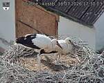 Capi_Dubne_20260718_173003.jpg