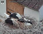 Capi_Dubne_20260718_174503.jpg