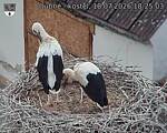 Capi_Dubne_20260718_182503.jpg
