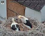 Capi_Dubne_20260718_192003.jpg