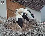 Capi_Dubne_20260718_194503.jpg